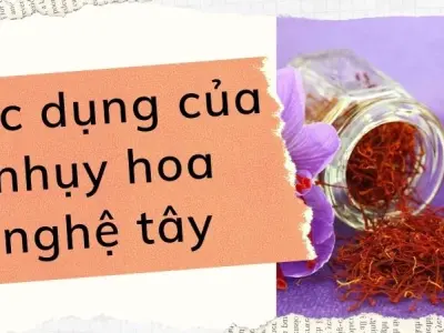 Tác dụng của nhụy hoa nghệ tây với sức khỏe và sắc đẹp