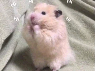 370+ Ảnh Hamster Meme Hài Hước Khiến Bạn Cười Không Ngớt