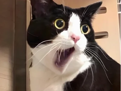 389+ Meme Bất Ngờ Khiến Bạn Cười Không Ngừng Nghệp