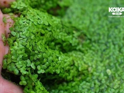 Bí quyết chọn thức ăn cho cá vàng giúp cá khỏe mạnh và lên màu đẹp
