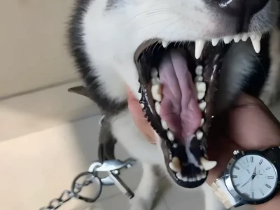 Con Chó Meme Biểu Cảm Khó Đỡ Nhất: Khi Shiba Cười Đểu và Husky Ngáo Đốn Tim Cư Dân Mạng