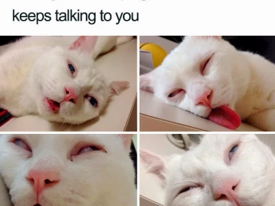 Sleep Meme - Biểu Tượng Của Sự Mệt Mỏi Đáng Yêu