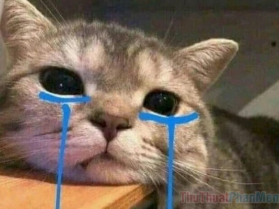 Tổng hợp ảnh meme mèo khóc hài hước bậc nhất, bạn đã xem chưa?
