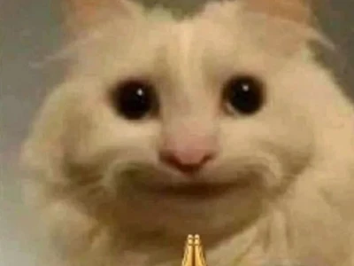 Tổng hợp ảnh meme mèo like cực hài hước bắt trend 2026