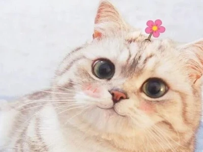 Tổng hợp ảnh meme mèo ôm đầu: Khi stress gõ cửa, chỉ còn tiếng hét câm lặng