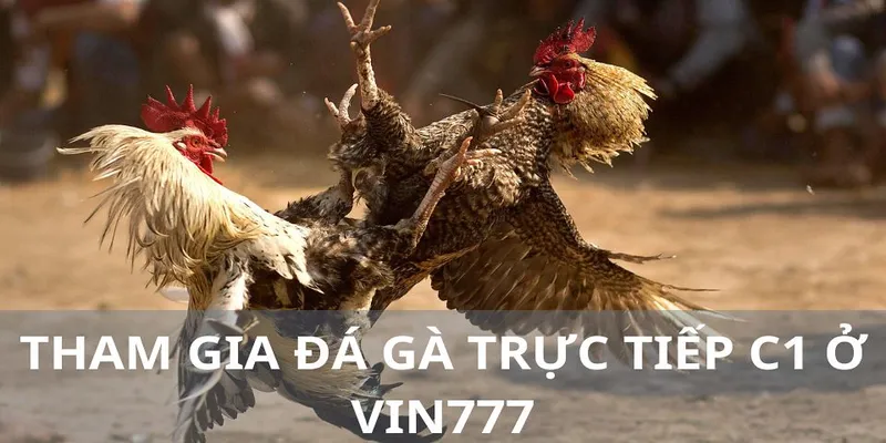 Những ưu điểm khi cá cược đá gà tại VIN777