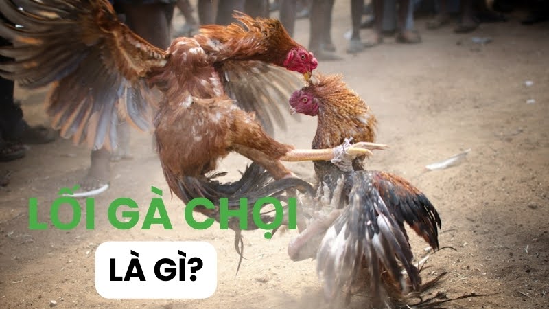 lối đá gà chọi hay 02