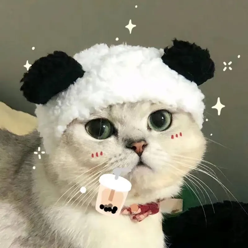 Mèo cute ngộ nghĩnh làm avatar siêu dễ thương