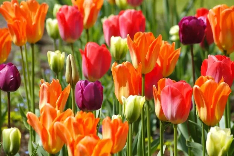 Tulip đẹp sang trọng cho hình nền máy tính