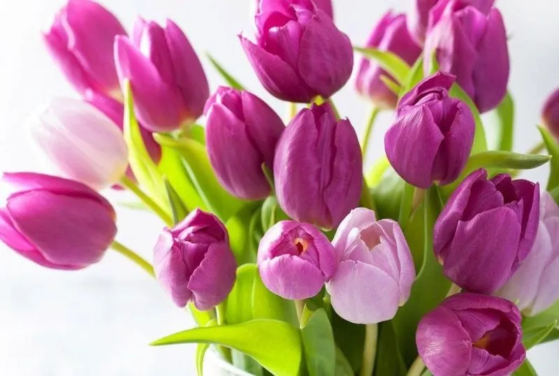 Hình nền tulip độc đáo làm mới điện thoại