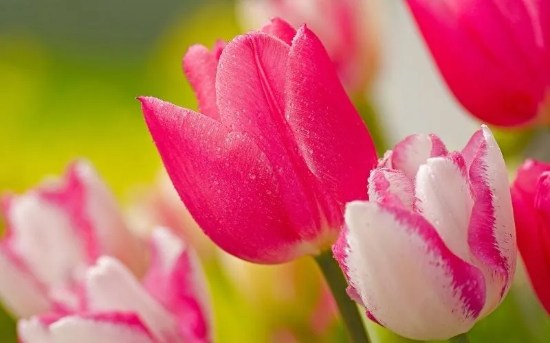 Tulip vàng tỏa sáng tạo không gian ấm áp