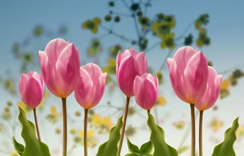 Tulip trắng thanh thoát làm hình nền trang nhã