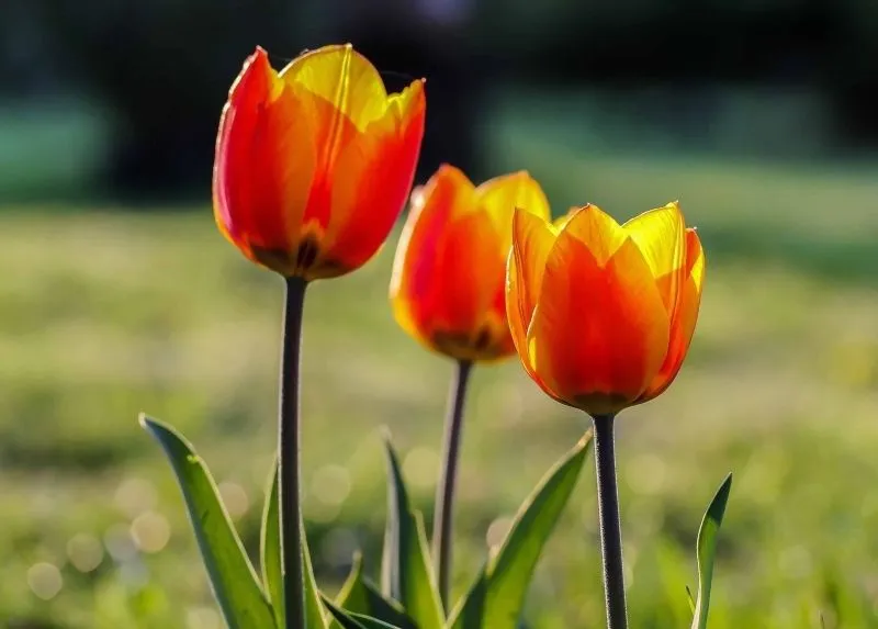 Tulip Pinterest đẹp mê hồn cho cảm hứng sáng tạo