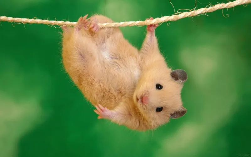 Meme hamster cute vui nhộn cho mọi tình huống.