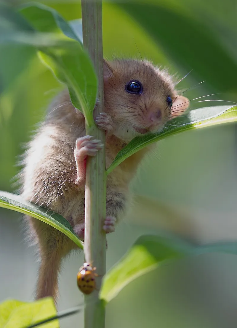 Cute hài hước meme chuột hamster đầy sáng tạo.