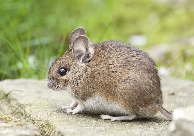 Khám phá phong cách riêng qua avt mèo cute