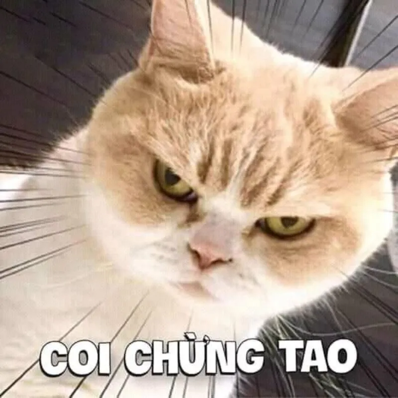 Hình ảnh meme bựa hài hước