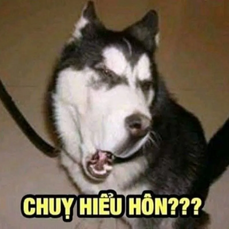 Ảnh meme bựa hài hước