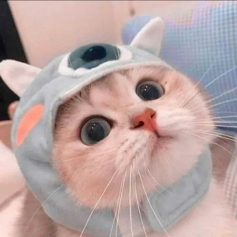 Tỏa sáng với avatar cute mèo đáng yêu mọi lúc