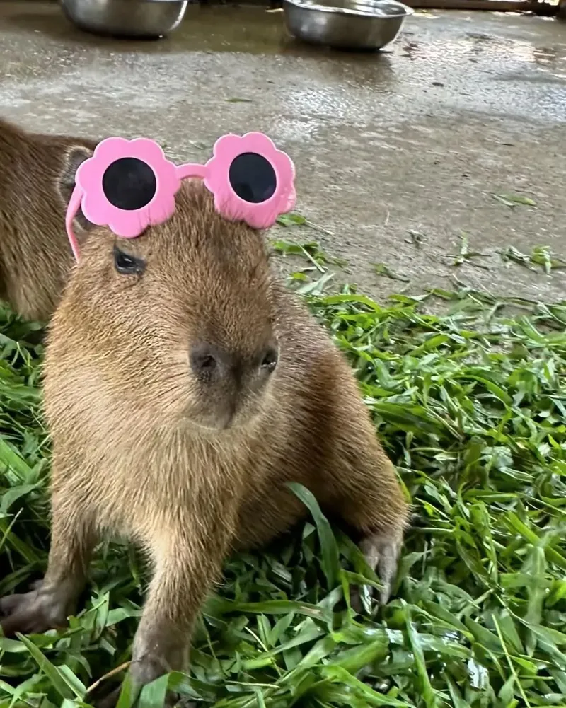 Capybara meme funny lan tỏa sự vui vẻ đến mọi người.