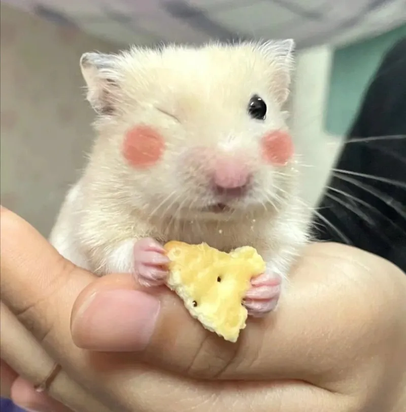 Meme con chuột hamster dễ thương làm bạn thích thú.