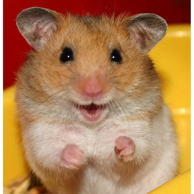 Hamster bear meme độc đáo và đáng yêu không ngờ.