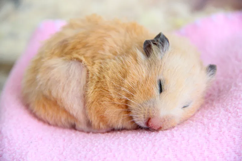 Meme hamster sợ hãi biểu cảm cực kỳ hài hước.