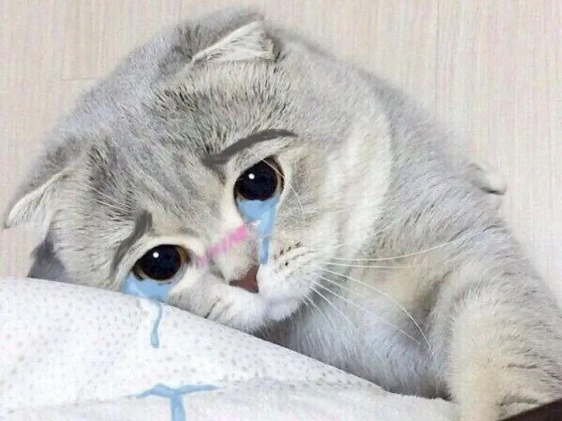 Aya asagiri crying meme thể hiện những cảm xúc buồn bã nhưng cũng cực kỳ dễ thương.