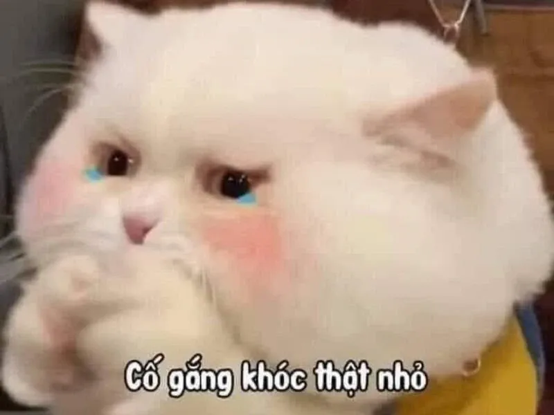 Crying meme drawing mang đến những nét vẽ sáng tạo và hài hước trong những khoảnh khắc khóc.