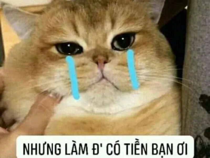 Black guy crying meme sẽ khiến bạn không thể ngừng cười với những biểu cảm ngớ ngẩn!