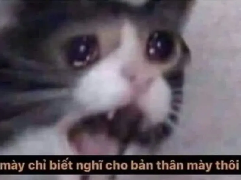 Meme jerry crying thể hiện sự đáng yêu và hài hước của Jerry trong những tình huống khóc.