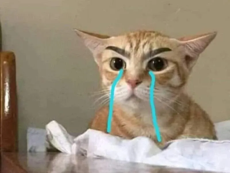 Với crying pepe meme, bạn không thể không bật cười trước sự dễ thương của chú ếch Pepe khóc.