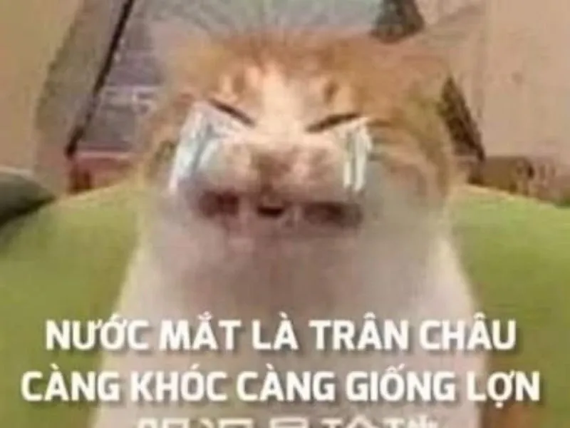 Banana cat cry meme mang lại tiếng cười nhờ vào sự ngớ ngẩn của chú mèo và quả chuối.