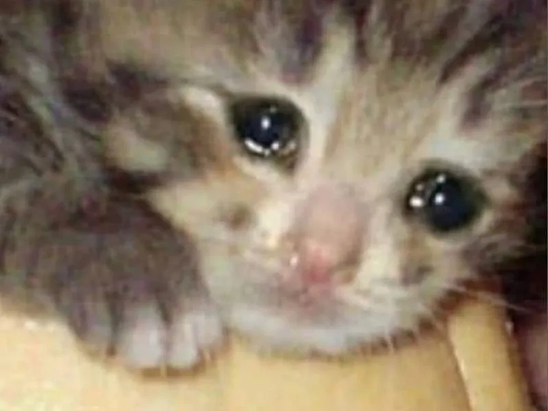 Với crying cats meme, bạn sẽ không thể cưỡng lại sự dễ thương trong nỗi buồn của mèo.