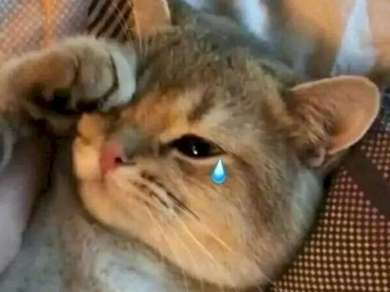 Kitten crying cats meme tạo ra những tình huống hài hước khi mèo con khóc.