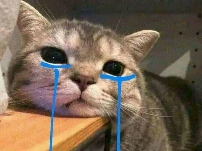 Cat cry when holding phone meme chắc chắn khiến bạn bật cười với tình huống ngớ ngẩn!