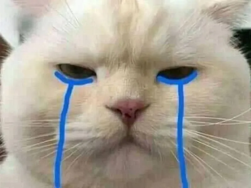 Cat meme crying thể hiện nỗi buồn dễ thương của mèo khiến bạn không thể rời mắt.