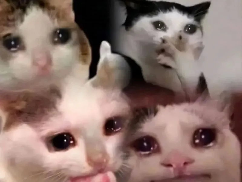 Meme cry cat làm nổi bật những khoảnh khắc đáng yêu của chú mèo khi buồn.