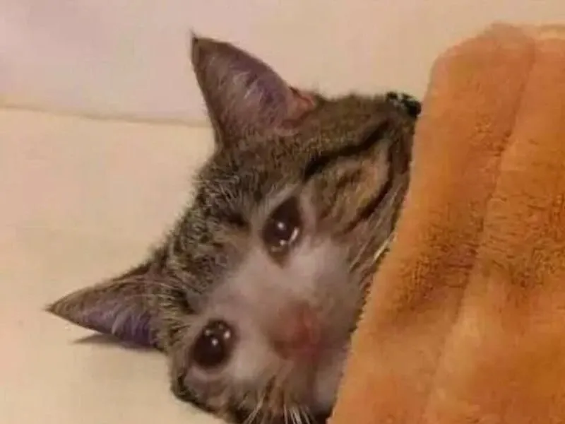 Cat crying meme luôn gây cười nhờ vào sự kết hợp giữa nỗi buồn và dễ thương của mèo.