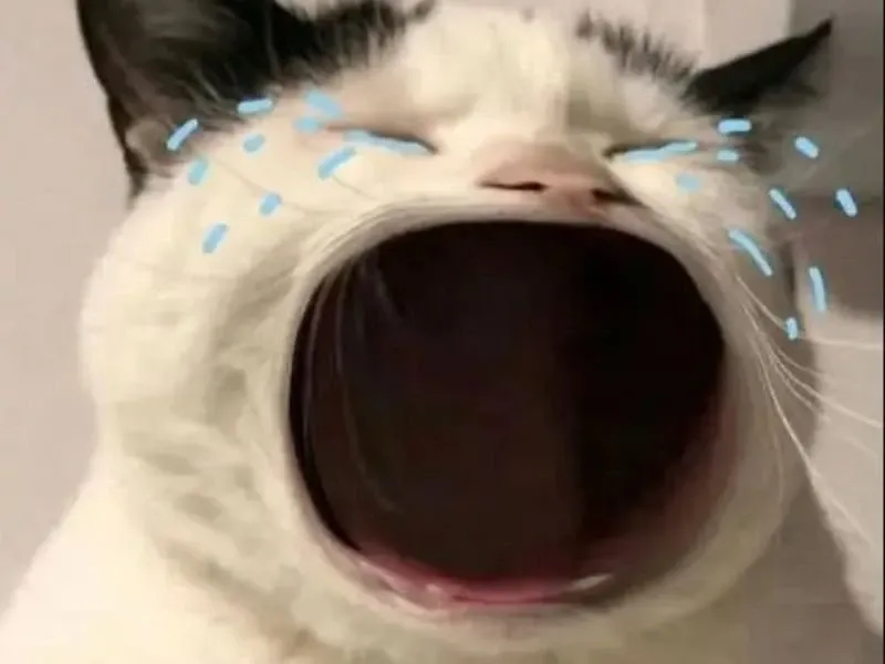 Cry cat meme mang lại những khoảnh khắc hài hước khi mèo thể hiện nỗi buồn dễ thương.