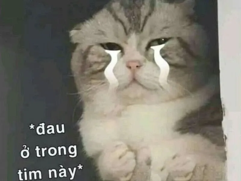 Meme cat cry sẽ khiến bạn không thể nhịn cười với sự đáng yêu và buồn bã!