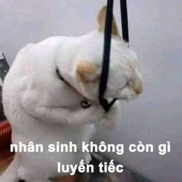 Khám phá meme xe cứu thương siêu chất