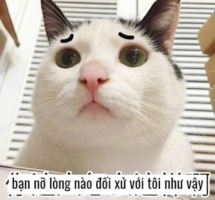 Mèo bựa meme cười té ghế cực vui