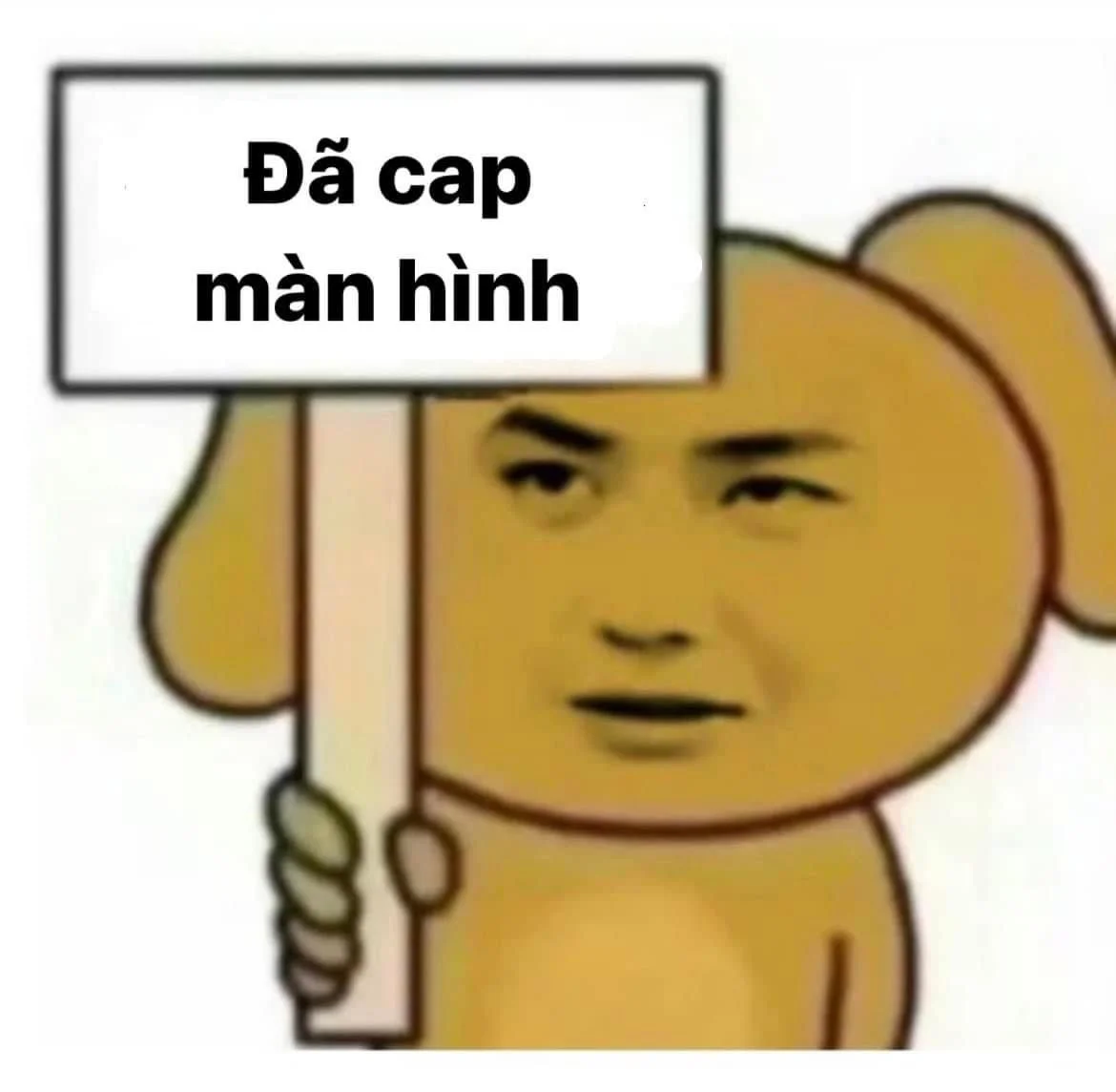 Ảnh meme mèo há mồm bựa đầy hài