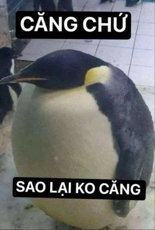 Chó meme bựa siêu hài khiến bạn bật cười