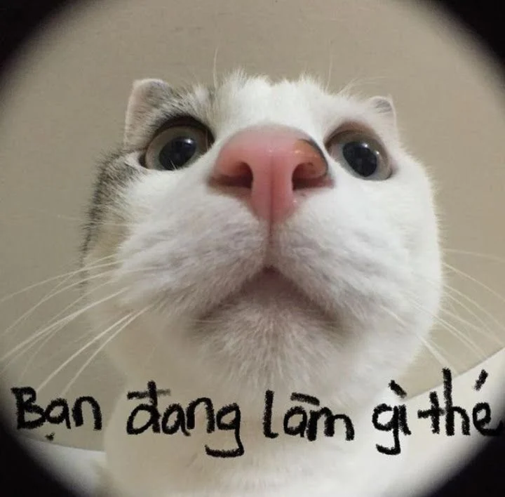 Meme gấu trúc bựa cười xỉu vì quá lầy