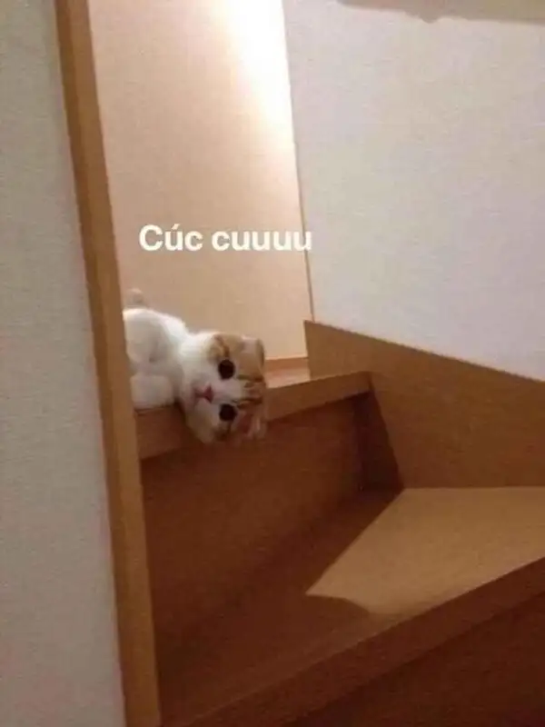 Meme xin chào cute hình ảnh dễ thương độc đáo