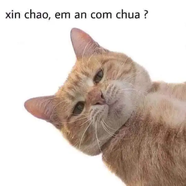 Hình meme xin chào dễ thương thu hút mọi ánh nhìn