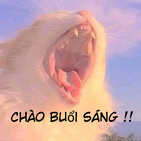 Meme gấu trúc xin chào đáng yêu gây ấn tượng