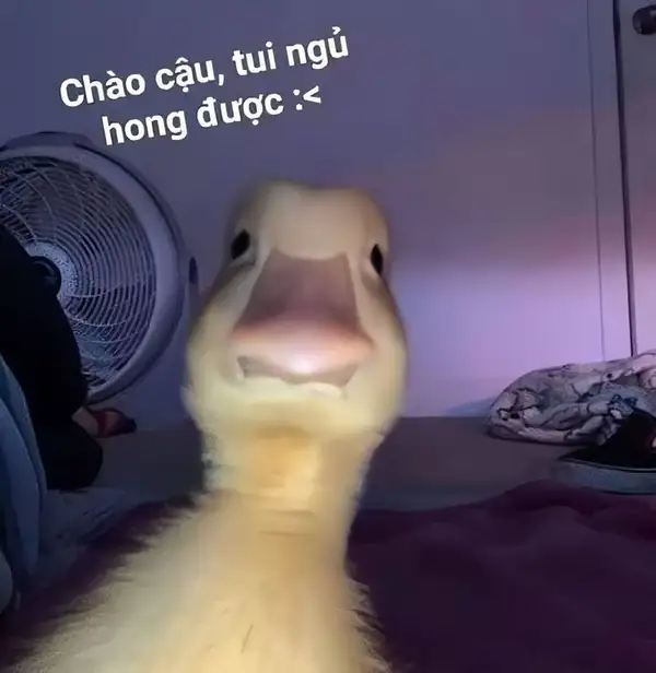 Meme mèo chào cờ ngộ nghĩnh thu hút sự chú ý